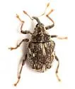 Sirocalodes siculus - Sirocalodes siculus