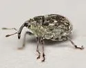 Sirocalodes siculus - photo 3