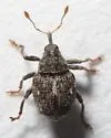 Sirocalodes siculus - photo 4