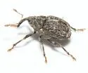 Sirocalodes siculus - photo 5