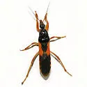 Sirthenea carinata