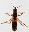 Sirthenea carinata - photo 2