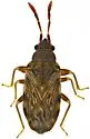 Sisamnes contractus