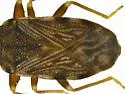Sisamnes contractus - photo 2