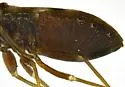 Sisamnes contractus - photo 3