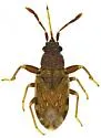 Sisamnes contractus - photo 4