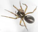 Sisicottus quoylei