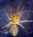 Sisicus penifusifer