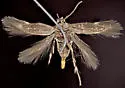 Siskiwitia alticolans - Hodges#1587 - photo 4