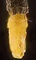 Siskiwitia alticolans - Hodges#1587 - photo 5