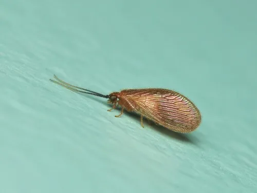 Sisyra apicalis - photo 3