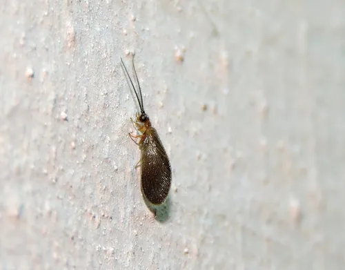 Sisyra indica