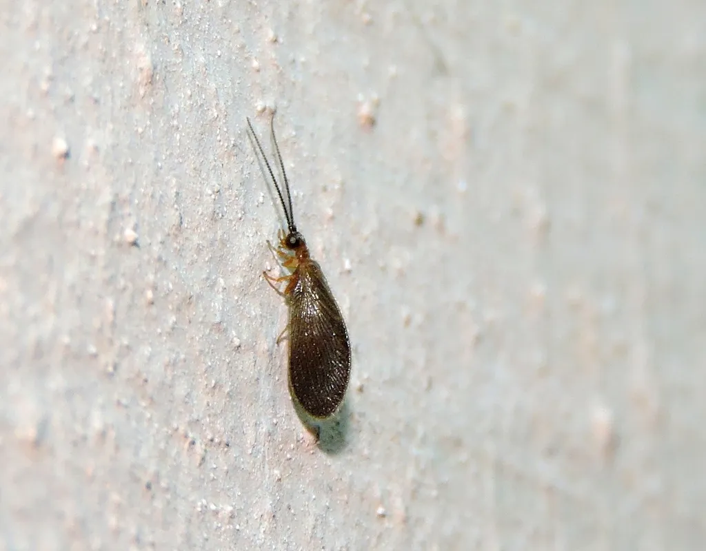 Sisyra indica - photo 2
