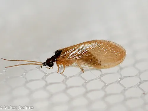 Sisyra iridipennis