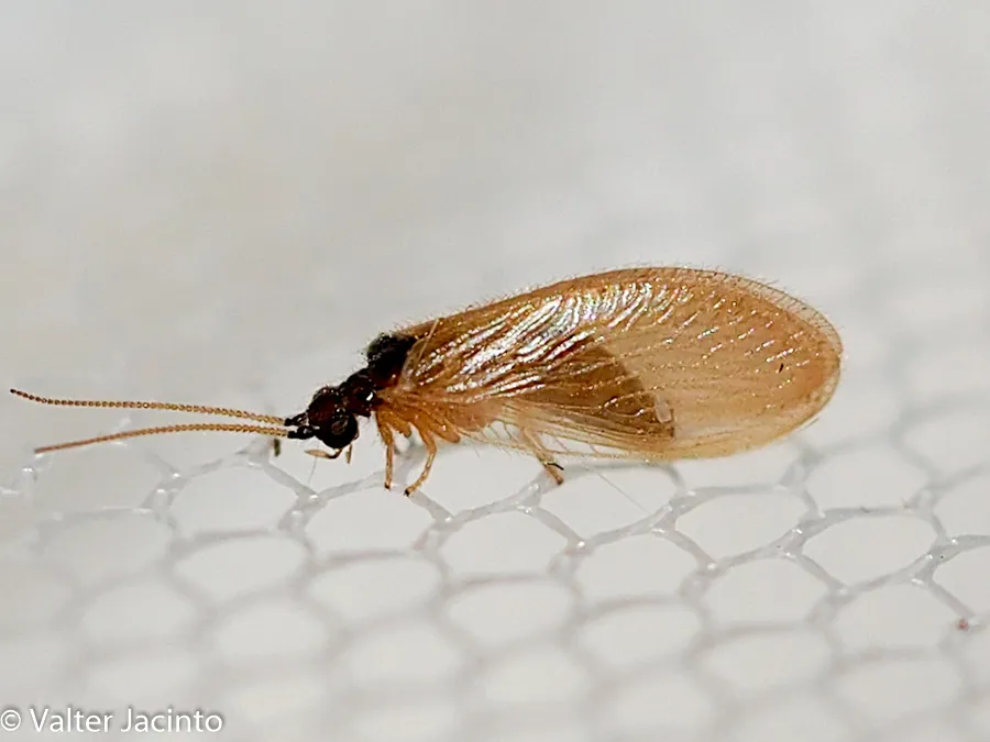 Sisyra iridipennis - photo 2