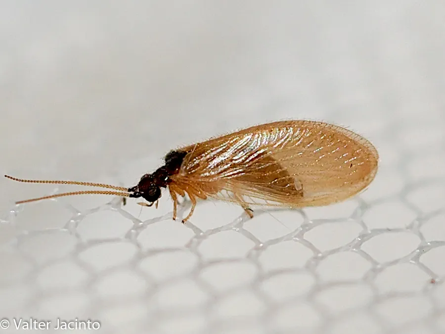 Sisyra iridipennis - photo 3
