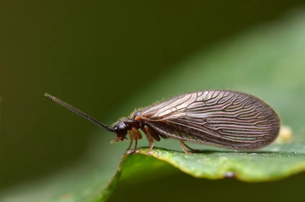 Sisyra nigra - photo 3