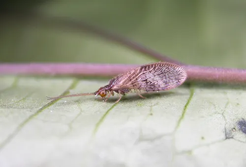 Sisyra potamophila