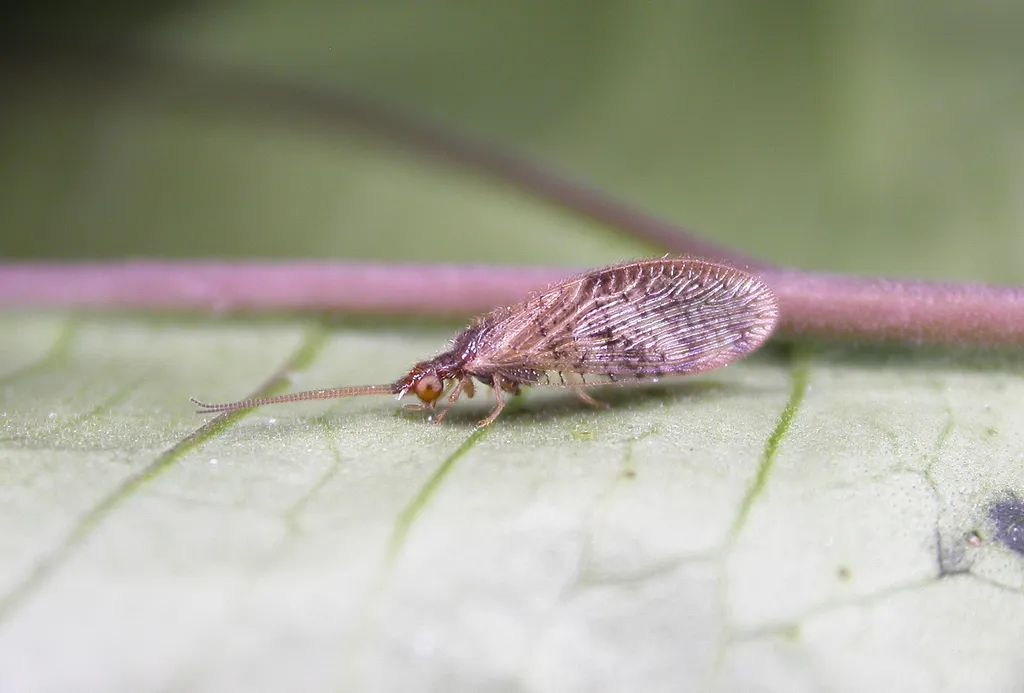 Sisyra potamophila - photo 2