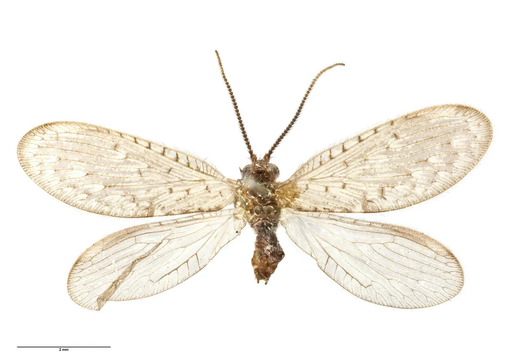 Sisyra rufistigma - photo 2