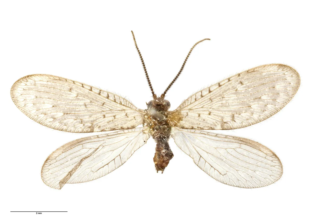 Sisyra rufistigma - photo 3