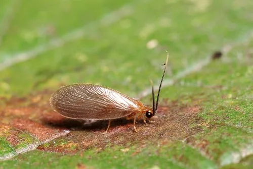 Sisyra terminalis