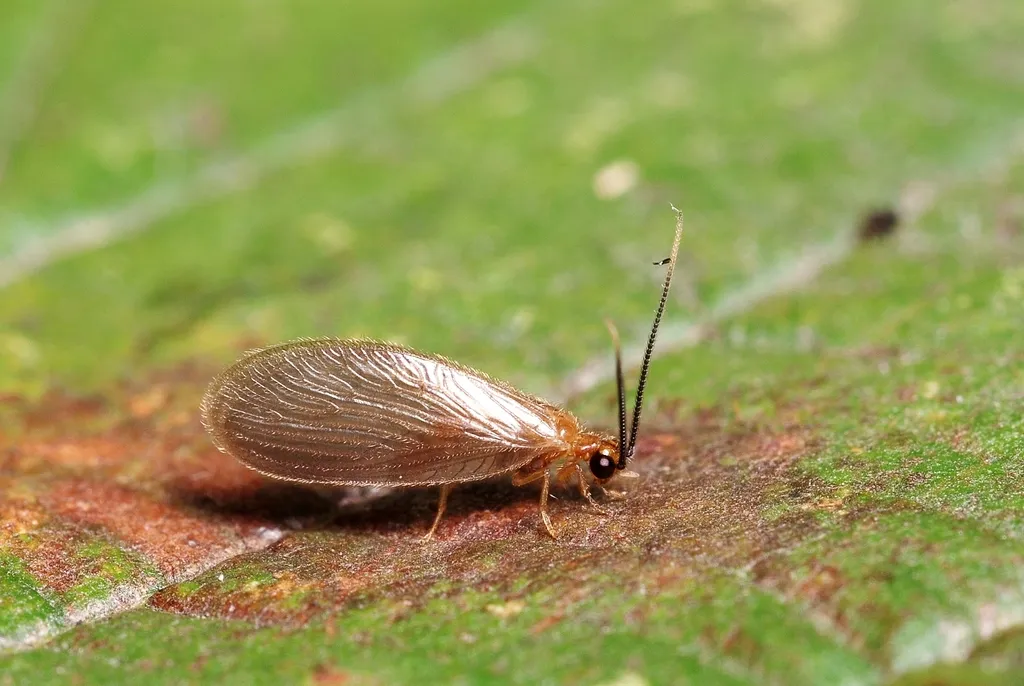 Sisyra terminalis - photo 2