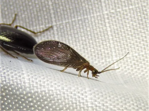 Sisyra vicaria - photo 3