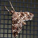 Sisyracera inabsconsalis - Hodges#5194.02 - photo 2