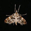 Sisyracera inabsconsalis - Hodges#5194.02 - photo 3