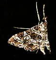 Sisyracera inabsconsalis - Hodges#5194.02 - photo 4