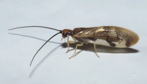 Spongilla Lacewings - photo 3