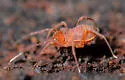 Sitalcina californica