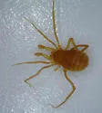 Sitalcina peacheyi