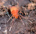 Sitalcina sura