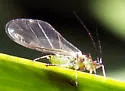 English Grain Aphid