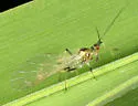 English Grain Aphid - photo 2