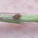 English Grain Aphid - photo 3