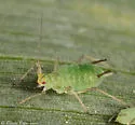 English Grain Aphid - photo 4