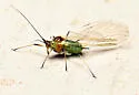 English Grain Aphid - photo 5