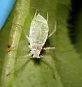Sitobion niwanistum
