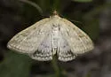 Dimorphic Sitochroa Moth - Hodges#4987