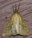 Dimorphic Sitochroa Moth - Hodges#4987 - photo 2