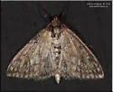 Dimorphic Sitochroa Moth - Hodges#4987 - photo 4