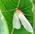 Sitochroa dasconalis - Hodges#4986