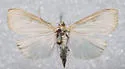 Sitochroa dasconalis - Hodges#4986 - photo 3
