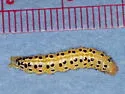 Sitochroa dasconalis - Hodges#4986 - photo 5