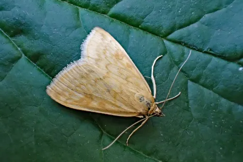 Sitochroa verticalis - photo 2