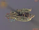 Sitona aquilonius
