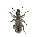 Sitona californius